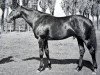stallion Molvedo xx (Thoroughbred, 1958, from Ribot xx)