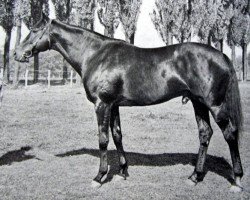 stallion Molvedo xx (Thoroughbred, 1958, from Ribot xx)