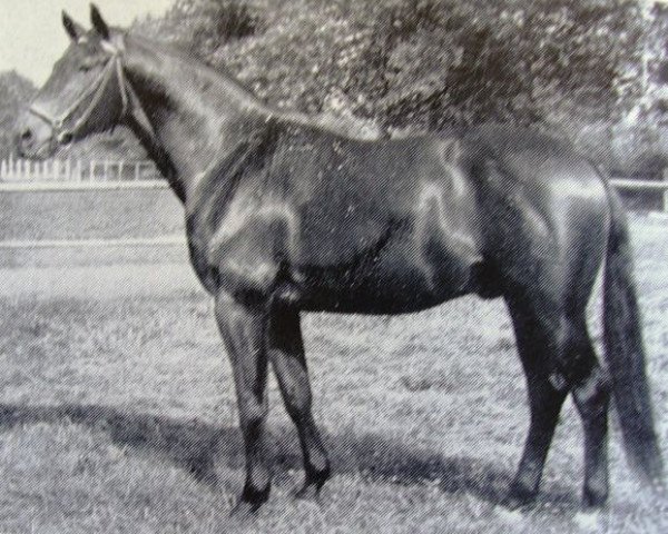 stallion Fantast (Trakehner, 1949, from Fahnenprunk)