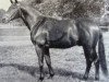 stallion Fantast (Trakehner, 1949, from Fahnenprunk)
