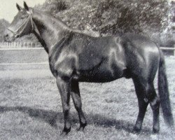 Deckhengst Fantast (Trakehner, 1949, von Fahnenprunk)