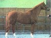 stallion Altgold II (Trakehner, 1982, from Opal)