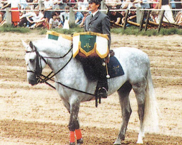 stallion Urquell (Trakehner, 1978, from Ciecieruk)