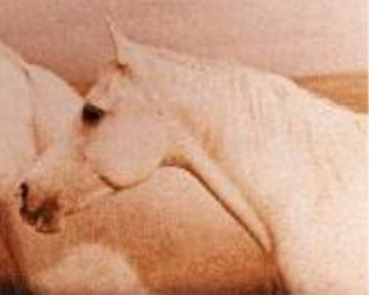 broodmare Imelina ox (Arabian purebred, 1945, from Gandhy ox)