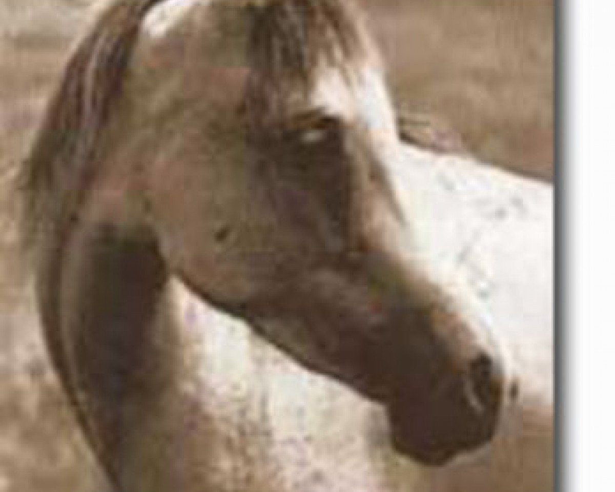 broodmare Uyaima ox (Arabian purebred, 1956, from Barquillo ox)