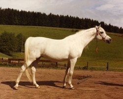 broodmare Estopa 1965 ox (Arabian thoroughbred, 1965, from Tabal ox)