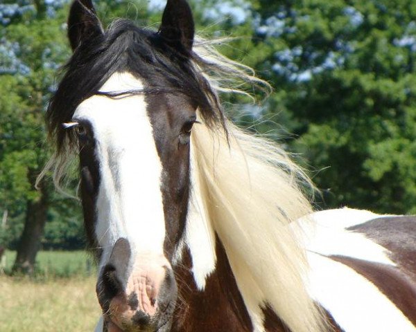 Zuchtstute Aileen 46 (Tinker / Irish Cob / Gypsy Vanner, 1996)