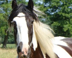 Zuchtstute Aileen 46 (Tinker / Irish Cob / Gypsy Vanner, 1996)