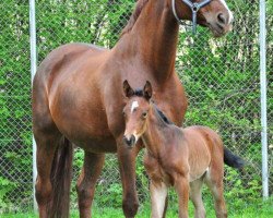 broodmare Barbarella (Haflinger, 1969, from Nelson)