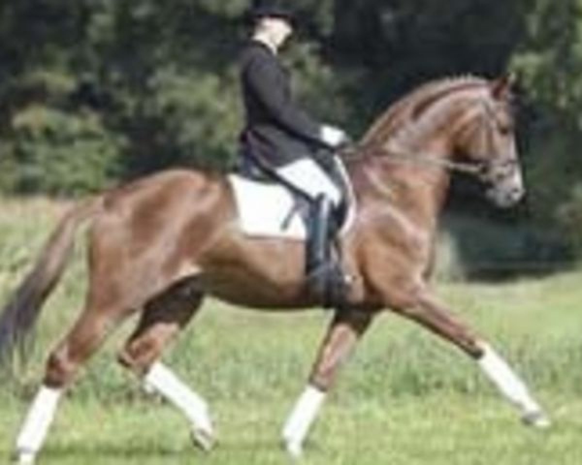 Deckhengst Lowelas (Trakehner, 2001, von Hockey 41)