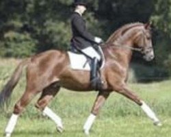 stallion Lowelas (Trakehner, 2001, from Hockey 41)