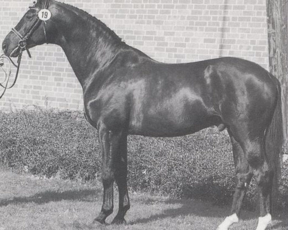 Deckhengst Kronjuwel (Trakehner, 1980, von Matador)