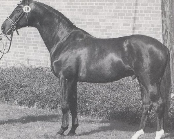stallion Kronjuwel (Trakehner, 1980, from Matador)