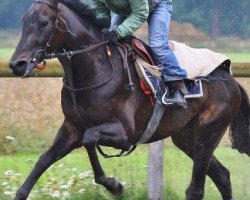 Pferd Leo Magnus xx (Englisches Vollblut, 2009, von Dashing Blade xx)