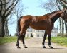 broodmare Isis de Hus (Selle Français, 2018, from Baloubet du Rouet)