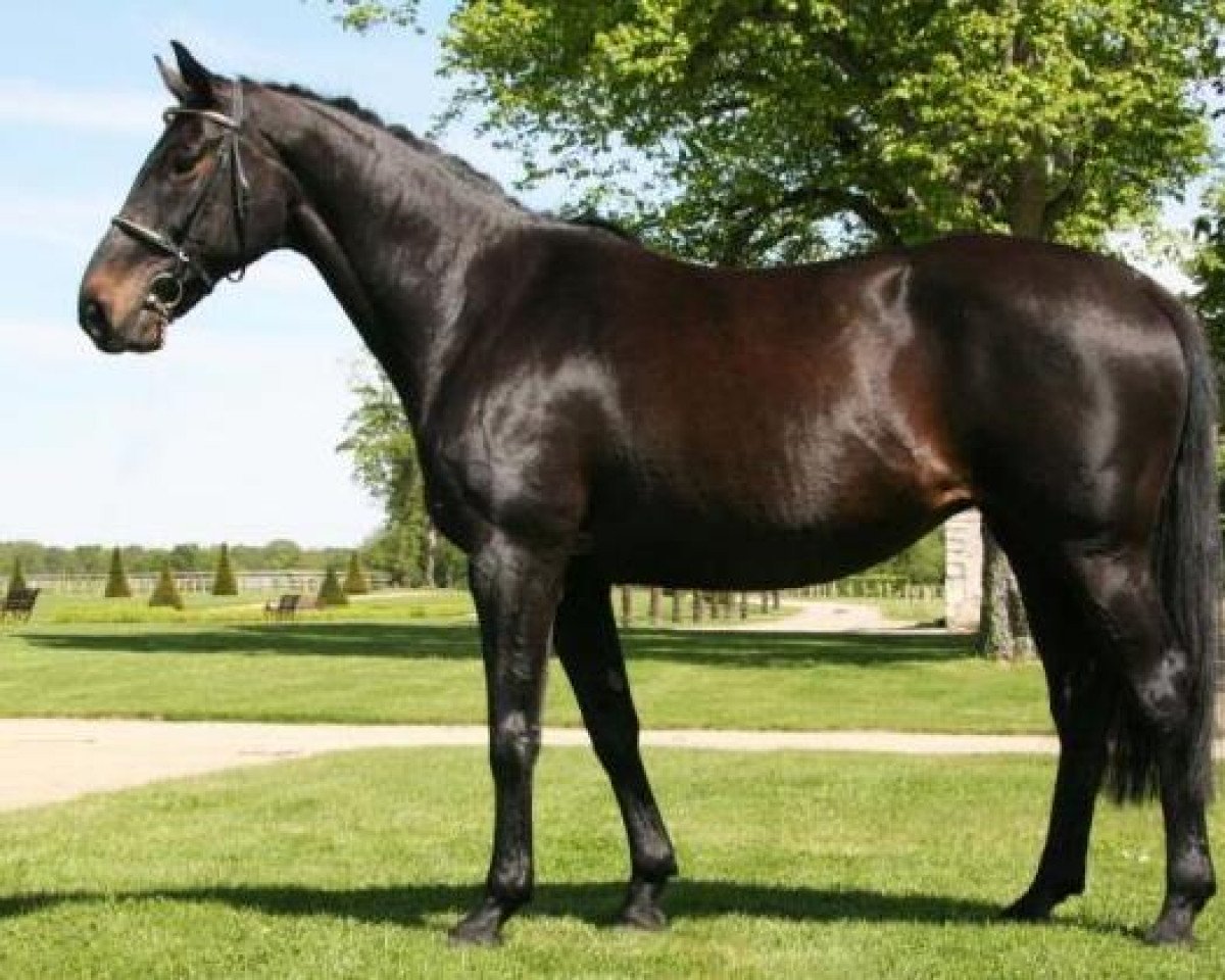 broodmare Minne I (Holsteiner, 1997, from Locato)