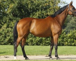 broodmare Princesse Pilot (Hanoverian, 2002, from Prestige Pilot)