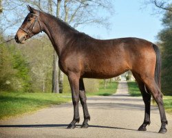 jumper Vendee de Hus Z (Zangersheide riding horse, 2019, from Verdi)