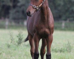 horse Leo El Toro xx (Thoroughbred, 2010, from Paolini xx)