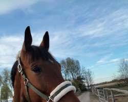 dressage horse Erasmus (Trakehner, 2014, from Easton)