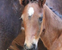 Pferd Lilly La Blue xx (Englisches Vollblut, 2011, von Sabiango xx)