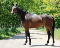 Springpferd Vancouver de Hus Z (Zangersheide Reitpferd, 2016, von Vagabond de la Pomme)