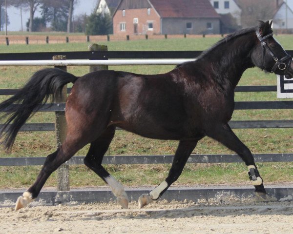 broodmare Pia's Black Lady (German Riding Pony, 1997, from Black Dancer)