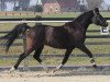 Zuchtstute Pia's Black Lady (Deutsches Reitpony, 1997, von Black Dancer)