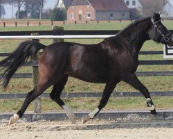 Zuchtstute Pia's Black Lady (Deutsches Reitpony, 1997, von Black Dancer)