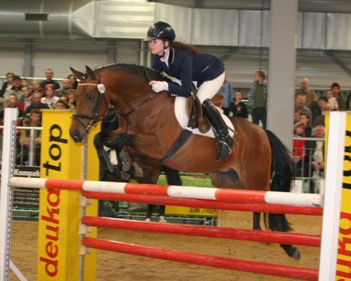 Deckhengst Auenhof's Allstar (Deutsches Reitpony, 2000, von Alexander)