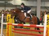 stallion Auenhof's Allstar (German Riding Pony, 2000, from Alexander)