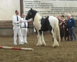 Pferd Costa 1010321 (Tinker / Irish Cob / Gypsy Vanner, 2010, von Indezz 08100121)