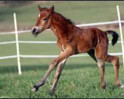 Pferd Nalou (Edles Warmblut, 2012, von Captain Jack 42)