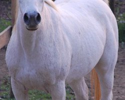 broodmare Acesa 1993 ox (Arabian thoroughbred, 1993, from Estawan Ibn Estopa ox)