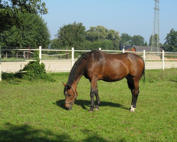 broodmare Pippi (Westphalian, 1991, from Pit I)