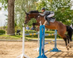 Springpferd Castro 60 (Deutsches Sportpferd, 2015, von Ciaco's Son S)