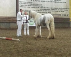 Deckhengst Nat West's Bruiser Boy (Tinker / Irish Cob / Gypsy Vanner, 2010, von Natwest 201210196)