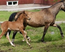 broodmare Orchard's Bonne Louise (Nederlands Welsh Ridepony, 1985, from Cocky Dundas xx)