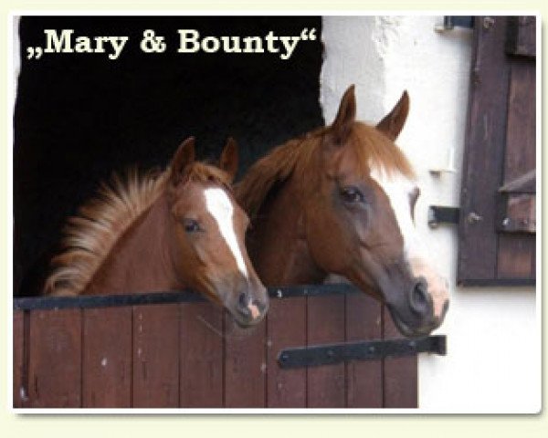 Zuchtstute O'Mary (Niederländisches Pony, 1996, von Orchard d'Avranches)