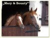 broodmare O'Mary (Dutch Pony, 1996, from Orchard d'Avranches)