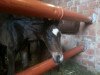 dressage horse Forrest Spezie (Hanoverian, 2013, from Freddie Mercury 2)