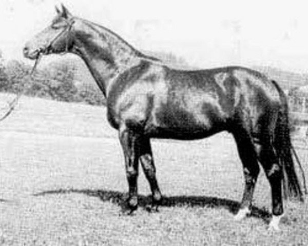 horse Arthus (Trakehner, 1974, from Rondo)