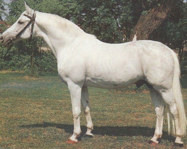 stallion Tassilo (Trakehner, 1958, from Lateran)