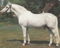 stallion Tassilo (Trakehner, 1958, from Lateran)