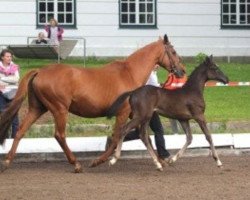 broodmare Dolce Vita III (Trakehner, 1993, from Exorbitant xx)