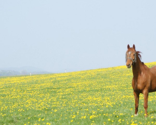 dressage horse Ludwig II König von Bayern (Hanoverian, 2009, from Londontime)