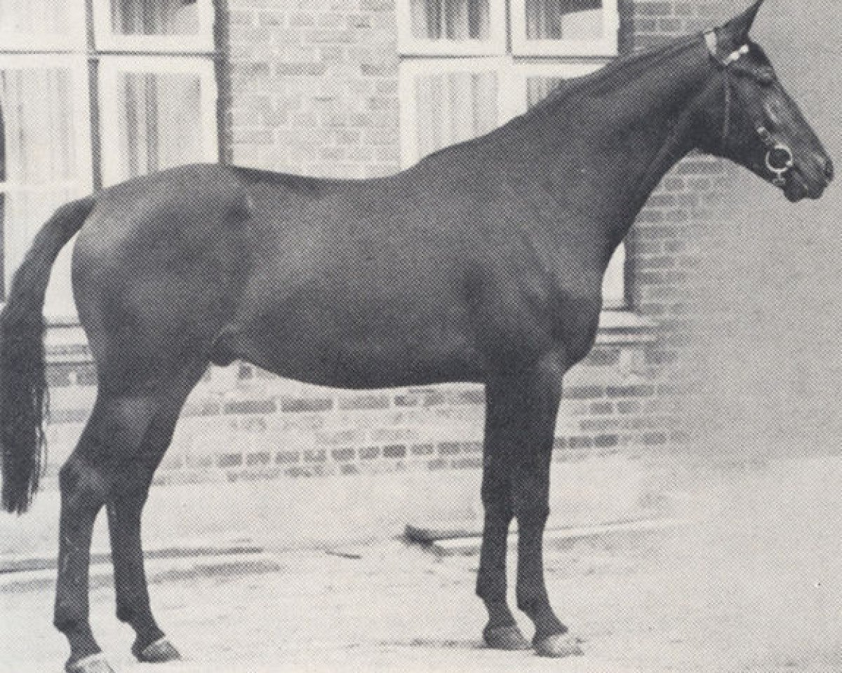 Deckhengst Schwaermer (Trakehner, 1970, von Maharadscha)