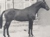 stallion Schwaermer (Trakehner, 1970, from Maharadscha)