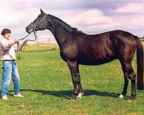 Zuchtstute Komtess V (Trakehner, 1981, von Corvin)