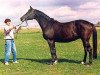 broodmare Komtess V (Trakehner, 1981, from Corvin)